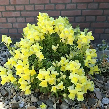 住宿加早餐酒店 Goeree Overflakkee