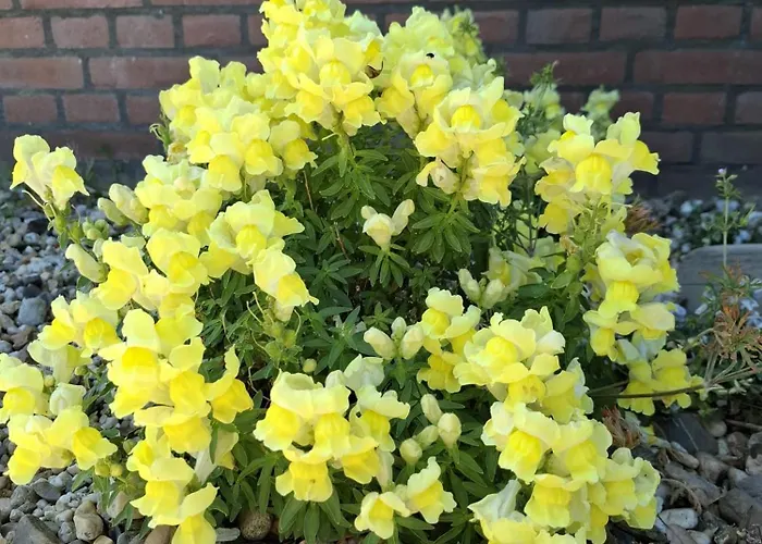 ベッド・アンド・ブレックファスト Goeree Overflakkee